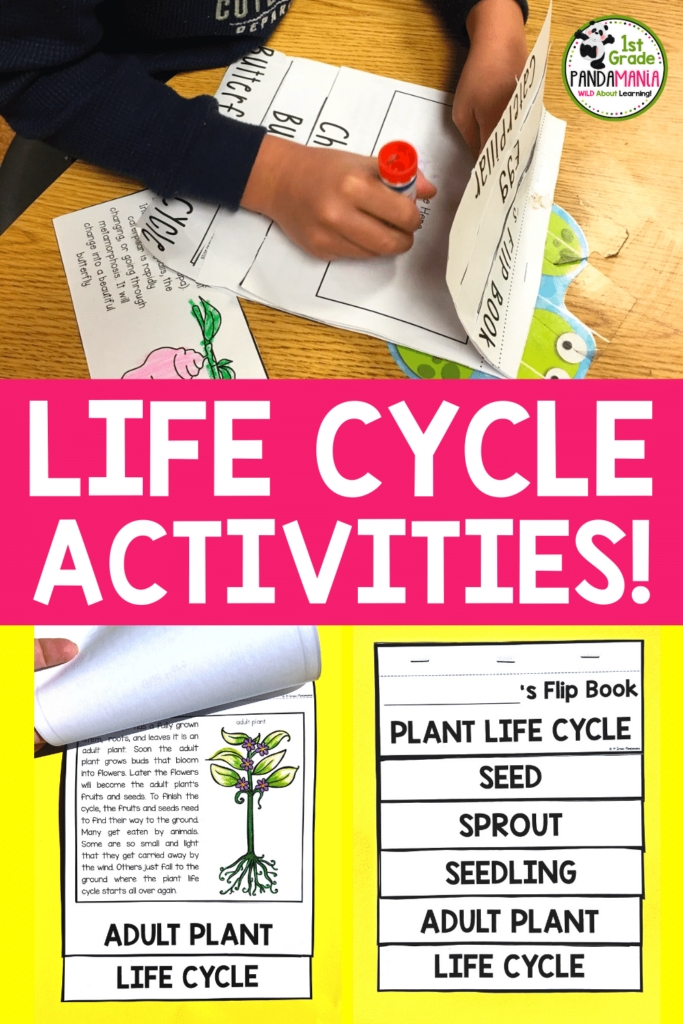 EASY FLIP Book Fun For Plant And Animal Life Cycles 2