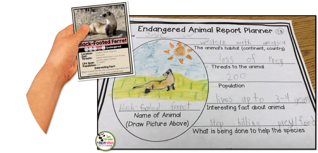 Become an Expert in Facts about Endangered Animals! 6