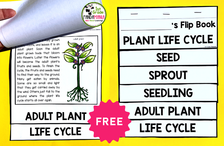 EASY FLIP Book Fun For Plant And Animal Life Cycles 5