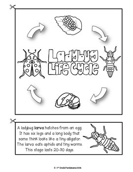 Ladybug Life Cycle Animal Science and Literacy FLIP Book 4 Ladybug Life Cycle Animal Science and Literacy FLIP Book 3